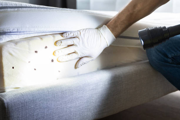Best Pest Prevention Services  in Manorville, NY