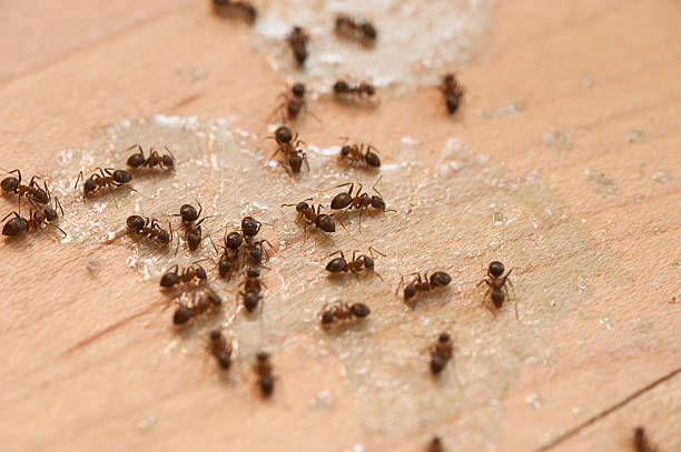 Flea Control Services in Manorville, NY